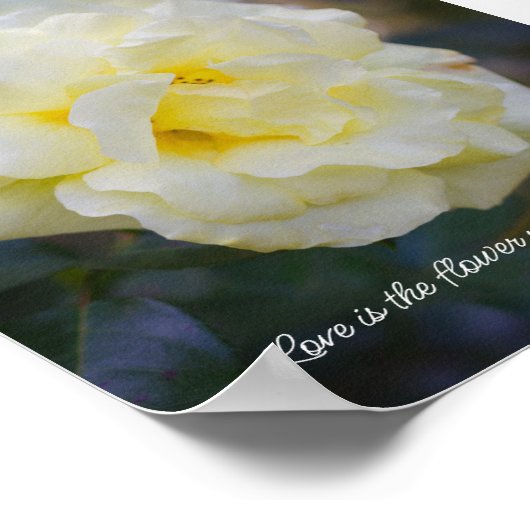 Bleke gele roos poster (Hoek)