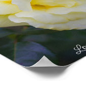 Bleke gele roos poster (Hoek)