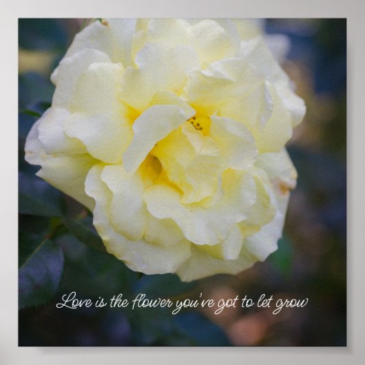 Bleke gele roos poster (Voorkant)