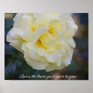 Bleke gele roos  poster
