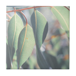 Bleke groene eucalyptusbomen tegeltje