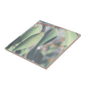 Bleke groene eucalyptusbomen tegeltje (Zijkant)