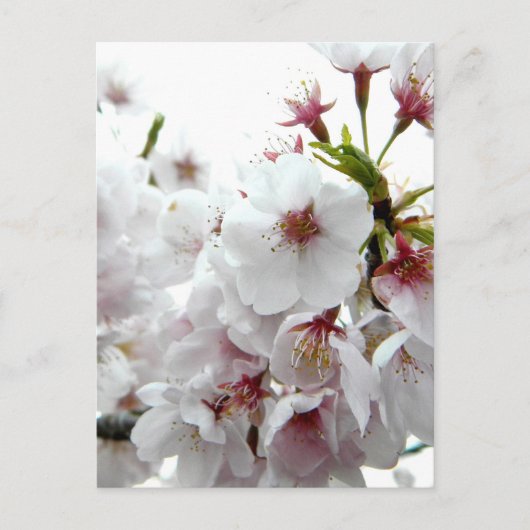 Bleke lente briefkaart (Voorkant)