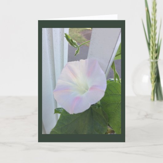 Bleke Opal Morning Glory Blanco Kaart (Voorkant)