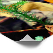 Bleke Oranje wilde paddenstoelen sluiten dicht Poster (Hoek)