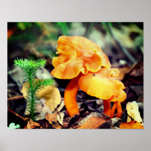 Bleke Oranje wilde paddenstoelen sluiten dicht Poster