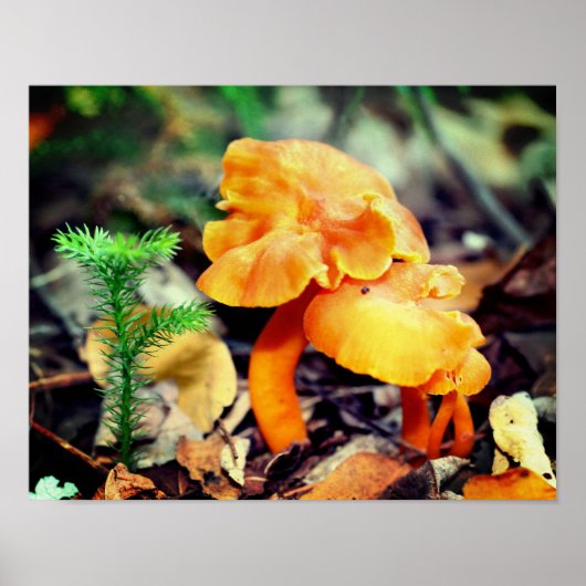Bleke Oranje wilde paddenstoelen sluiten dicht Poster (Voorkant)