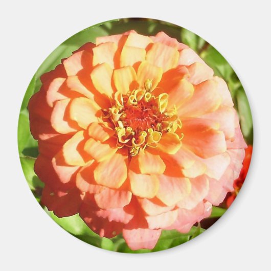 Bleke Oranje Zinnia magneet (Voorkant)