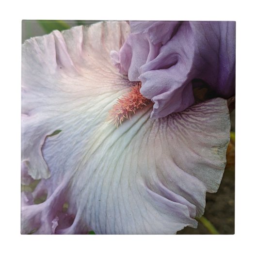 Bleke Paarse Bearded Iris Floral Tegeltje (Voorkant)