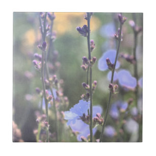 Bleke Paarse blauw Plant van cichorei Tegeltje