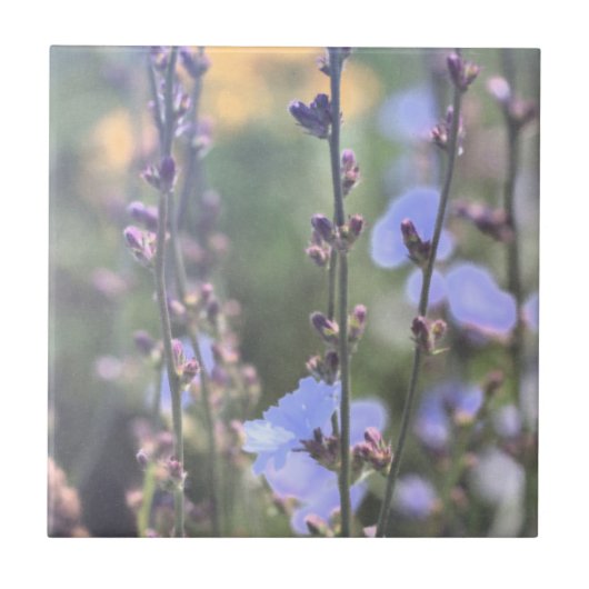 Bleke Paarse blauw Plant van cichorei Tegeltje (Voorkant)