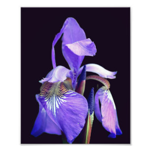 Bleke Paarse Blauwe Vlag Iris Flower 8x10 Foto Afdruk