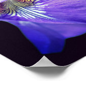 Bleke Paarse blauwe vlag Iris-ventilator Poster (Hoek)