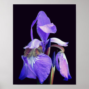 Bleke Paarse blauwe vlag Iris-ventilator Poster