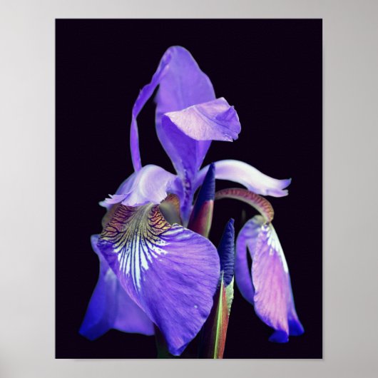 Bleke Paarse blauwe vlag Iris-ventilator Poster (Voorkant)