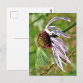 Bleke Paarse Coneflower Briefkaart (Voorkant / Achterkant)