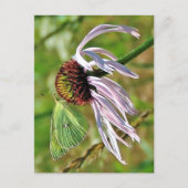 Bleke Paarse Coneflower Briefkaart (Voorkant)