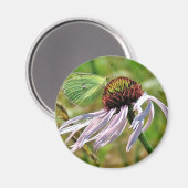 Bleke Paarse Coneflower Magnet (Voorkant / Achterkant)