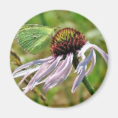 Bleke Paarse Coneflower Magnet (Voorkant)