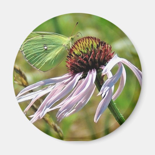 Bleke Paarse Coneflower Magnet (Voorkant)