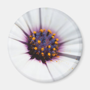 Bleke Paarse Daisy Magneet