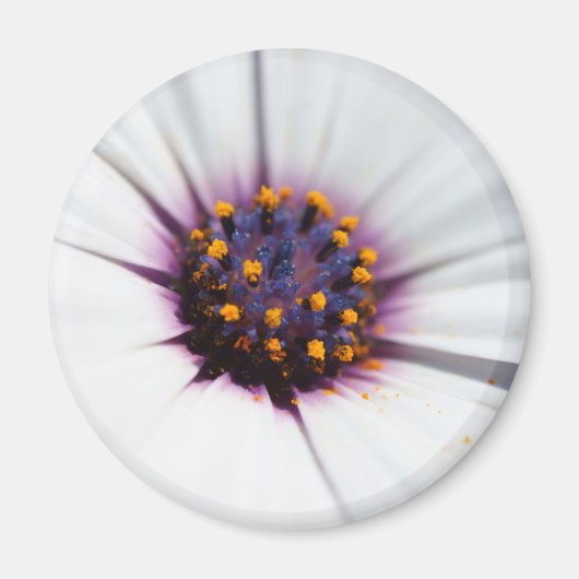 Bleke Paarse Daisy Magneet (Voorkant)