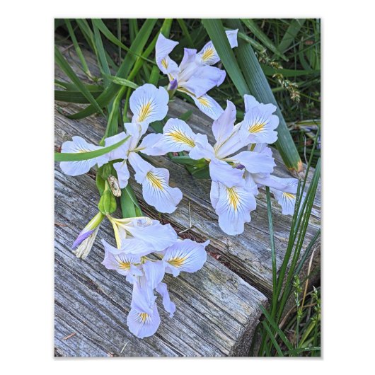 Bleke Paarse Iris Bloemen Foto Afdruk (Voorkant)