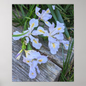 Bleke Paarse Iris Bloemen Poster (Voorkant)