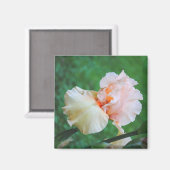 Bleke perzik irismagneet magneet (Voorkant / Achterkant)