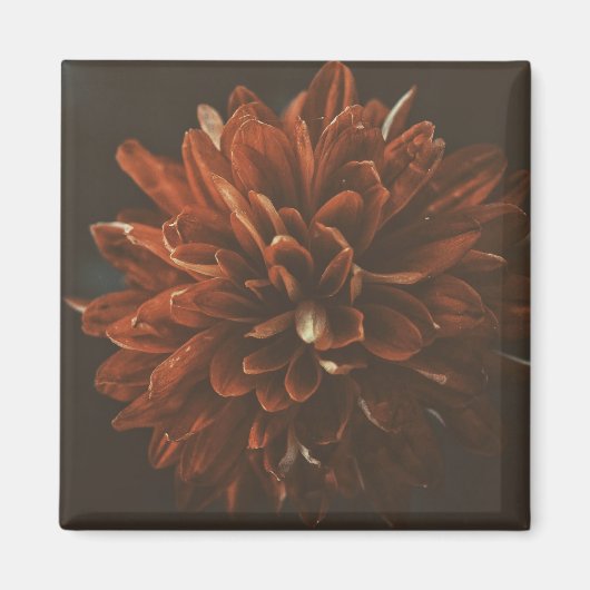 Bleke Rode Chrysant Bloemmagneet Magneet (Voorkant)