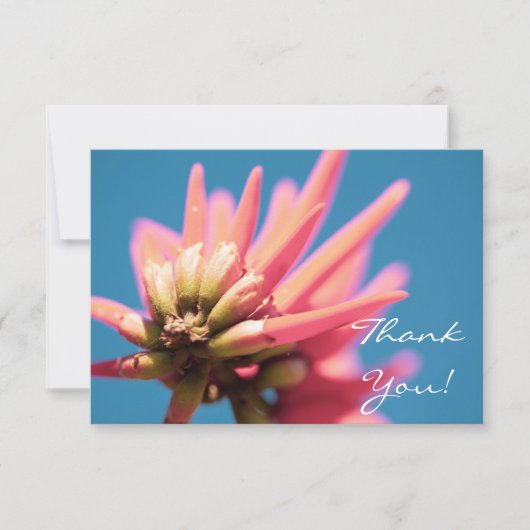 Bleke rode roze Erythrina FlowerHartelijk dank voo (Voorkant)