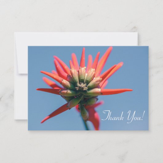 Bleke rode roze Erythrina FlowerHartelijk dank voo (Voorkant)