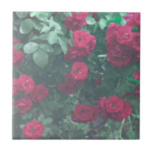 Bleke rode rozen bloemen tekenen tegeltje