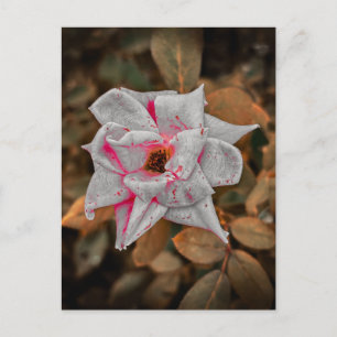 Bleke Roos met Roze Strepen en Waterdruppels Briefkaart