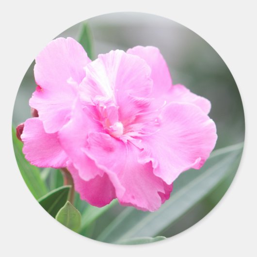 Bleke roze bloem ronde sticker (Voorkant)