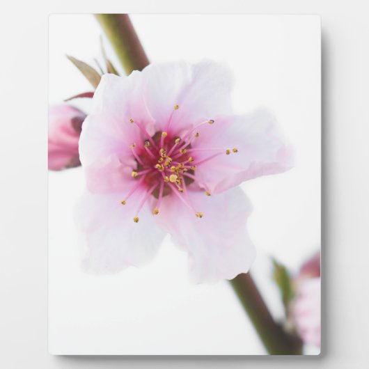 Bleke roze bloemen fotoplaat (Voorkant)