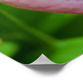 Bleke roze dame Slipper Orchid Sluiten Poster (Hoek)