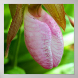 Bleke roze dame Slipper Orchid Sluiten Poster
