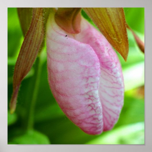 Bleke roze dame Slipper Orchid Sluiten Poster (Voorkant)