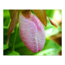 Bleke roze dame Slipper Orchid Sluiten