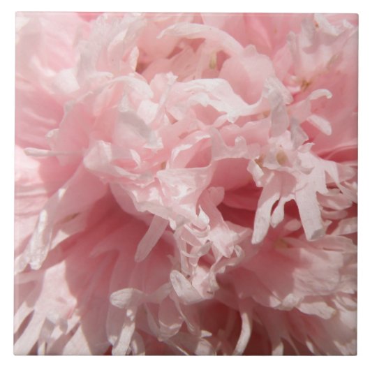 Bleke roze heuvel Tegeltje (Voorkant)