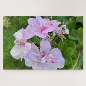 Bleke Roze Klimop Geranium, Oakland Legpuzzel (Horizontaal)