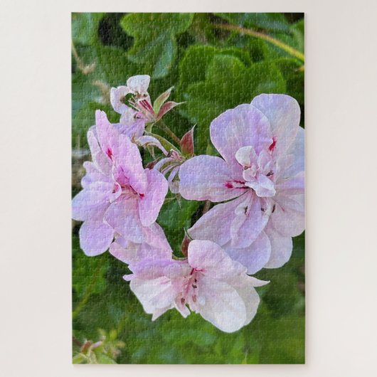 Bleke Roze Klimop Geranium, Oakland Legpuzzel (Verticaal)