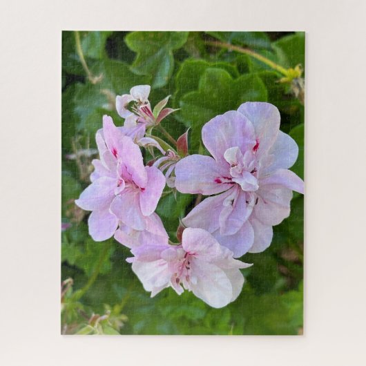 Bleke Roze Klimop Geranium, Oakland Legpuzzel (Verticaal)