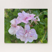 Bleke Roze Klimop Geranium, Oakland Legpuzzel (Horizontaal)