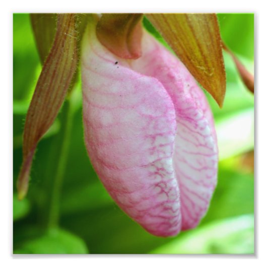 Bleke Roze Lady Slipper Orchidee Flower Close Up 8 Foto Afdruk (Voorkant)