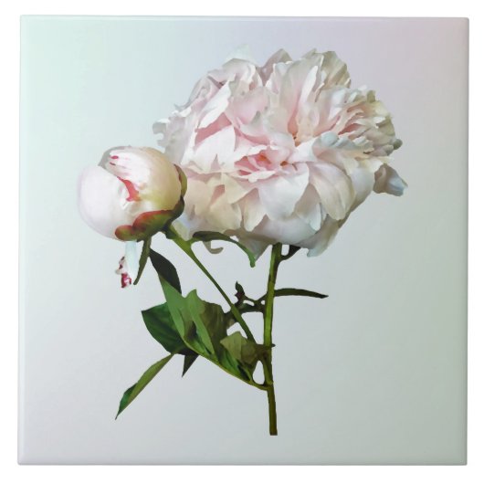 Bleke Roze Pioen en Knop Tegeltje (Voorkant)