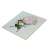 Bleke Roze Pioen en Knop Tegeltje (Zijkant)