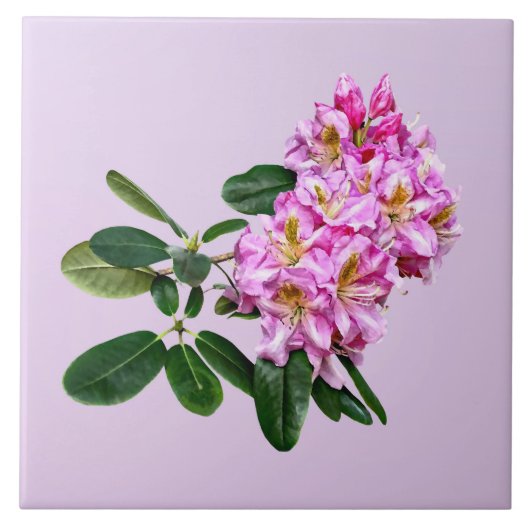 Bleke Roze Rhododendron Tegeltje (Voorkant)