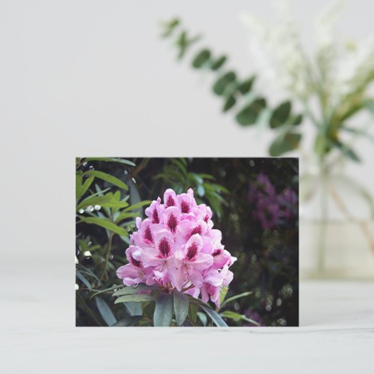 Bleke roze roodendronbloem briefkaart (Staand voorkant)